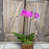 This beautiful pink orchid is carefully designed to feel special from the