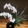 This minimalist yet striking arrangement features gracefully curved white orchids with soft