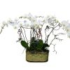 Three beautiful and large double white phalaenopsis orchids in a rustic green