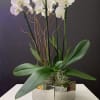 Orchid plants in silver container 