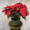 A cheerful red poinsettia plant in a plastic 5" pot for easy