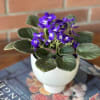 A beautiful houseplant that is sure to liven up any space!