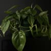 Brighten up your space with the stunning Philodendron Heartleaf! This popular houseplant