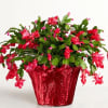 Drum up holiday spirit with a seasonal favorite. Our long-lasting Christmas cactus
