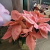 Beautiful pink poinsettia in a woven basket with Christmas ribbon.
