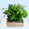 The emerald greens wooden box features a variety of vivid greens to