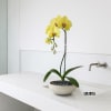 A high quality Single yellow orchid arrangement with a vase 9" D
