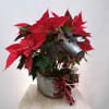 Dressed up reindeer planter that contains a double poinsettia (color availability may