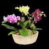 10", color assorted Orchids in 12"W x 5"H Ellipse pot
we may sometimes