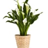 Elegant white petals, perfect for any thoughtful sentiment. This stunning plant makes