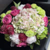 Pink and green at its best - a profusion of spectacular hydrangea