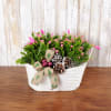 Zygo cactus, are great for long lasting gift giving and a favorite