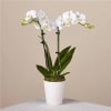 The most popular variety of this plant, the Phalaenopsis orchid makes a