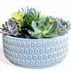 Large contemporary ceramic white container filled with a mass of succulents of
