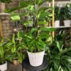 Eight inch pothos pole plant in basket 