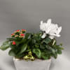 Red and white blooms with ornaments in a concrete like container