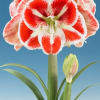 Amaryllis are rewarding, easy-care houseplants that really brighten a winter windowsill.
Few bulbs