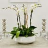 Magnificent arrangement of six tall orchid plants combine in a modern ceramic