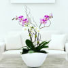 Arrangement of three Phalaenopsis orchid plants and a succulent decorated with moss