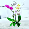 Orchid trio in a white ceramic vase