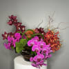 This striking arrangement showcases vivid orchids in deep burgundy, fiery orange, and