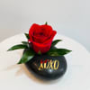 A single velvety red rose blooms with striking simplicity, accented by glossy