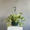 Fresh and elegant, the Pothos &lsquo;Snow Queen&rsquo; dazzles with its bright, highly