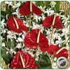 6 medium red Anthurium, 6 Dendrobium Orchid sprays and Ti Leaves.

TROPICALS DELIVERY