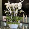 A Phalaenopsis Orchid planter, dressed up with frosted branches and festive ornaments