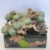 A variety of Succulents and branches arranged for natural look in a
