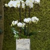 Large and mini Phalaenopsis Orchids, arranged in a glass cube vase