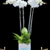 Two double-stem Phalaenopsis Orchid plants in a glass cube vase