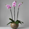 The pinnacle of our orchid collection. Three magnificent stems of high-end Phalaenopsis