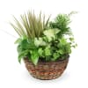 Green plants planted inside the decorative basket