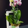 A charming mini-orchid placed within a ceramic picture frame.