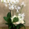 Beautiful Two-Stem Phalaenopsis Orchid Plants with fresh cut, all white, Iris, Hydrangeas