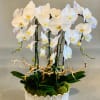 A classic arrangement of white Phalaenopsis Orchids, dressed up with a Manzanita