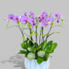 Purple Phalaenopsis Orchids in a white ceramic container with Succulents