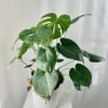 The perfect addition to your home, a Monstera. This Mini Monstera is