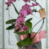 This elegant potted orchid features multiple vibrant pink blooms cascading gracefully from