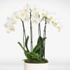Beautiful 4 Stem White Orchid, designed facing all around, with Bamboo, moss