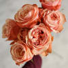 A vivibrant coral/peach garden rose, dense, many petaled beautiful shape. Long vase