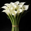 Large White Callas 