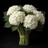 White Hydrangeas Bulk