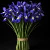 Blue Iris (Bulk)