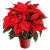 Red, potted and cheery, this is one decoration you won't want to