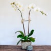 Also called the Moth orchid, these elegant, larger flowers bloom for up
