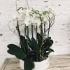 5 Elegant orchids displayed in a ceramic container with curly willow 