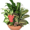 Plastic Terra Cotta Container
Dish Garden Of Assorted Green Plants
Red Kalanchoe
