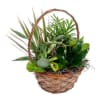 8" Wicker Basket Dish Garden